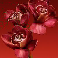 MY EUPHORIA  100ml-215524 MY EUPHORIA  100ml-215524 3